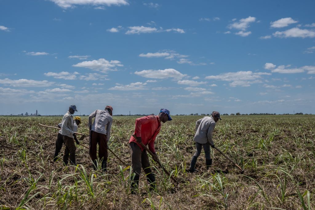 Haitian Sugarcane Cutters Work as Indentured Servants in the Dominican