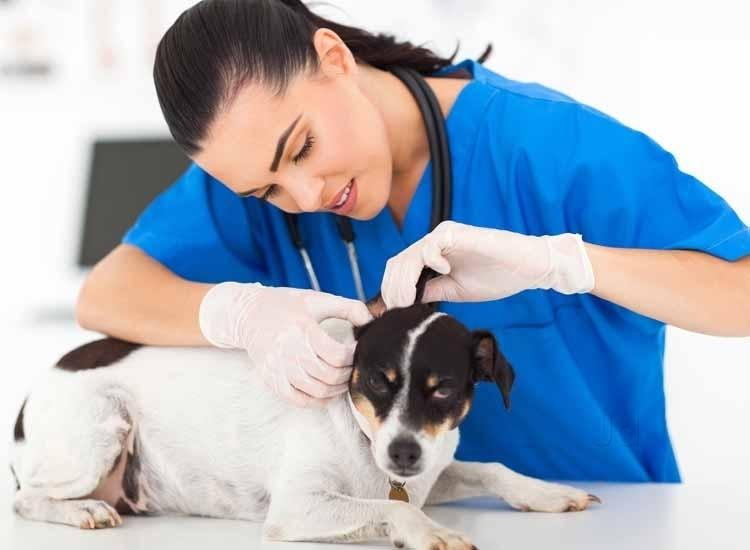 Top 50 Veterinarians in Meerut Best Veterinary Doctors Book