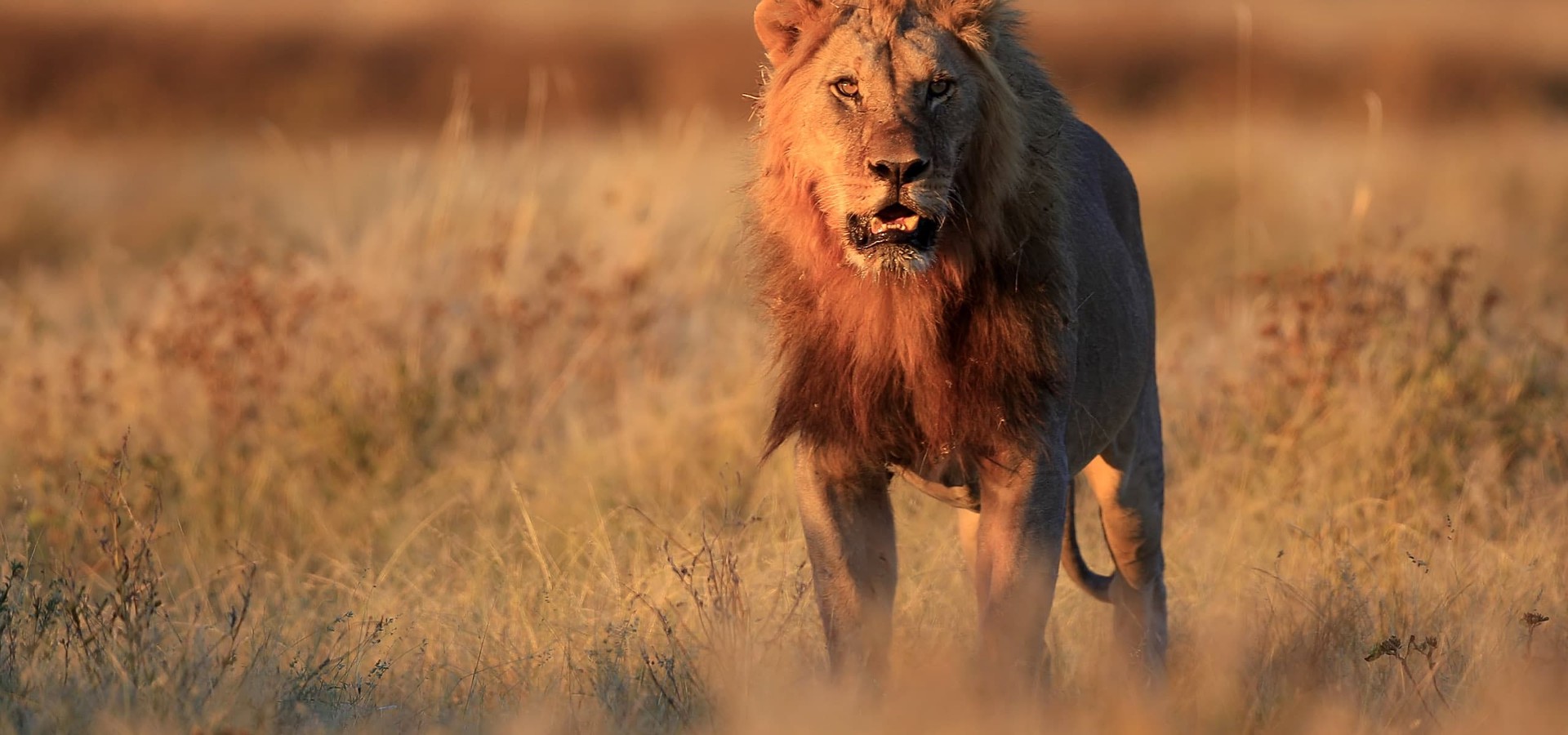 Safari sangriento película Ver online en español