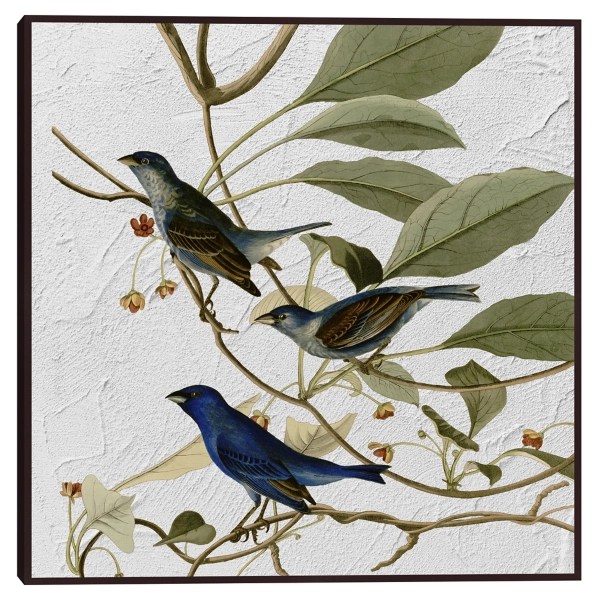 Audubon Indigo Bird Framed Canvas Art Print Kirklands Home