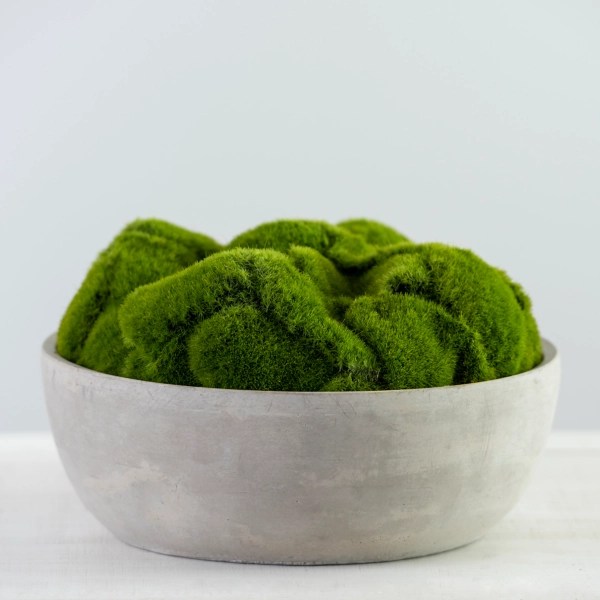Moss in Concrete Bowl Arrangement Kirklands Home
