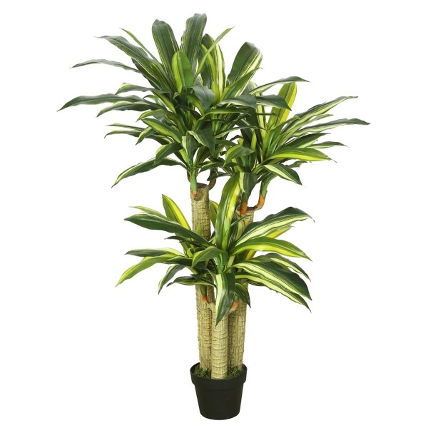Green Dracaena Tree in Black Planter Kirklands Home