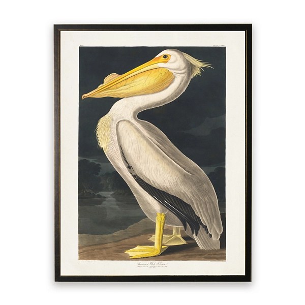 Vintage American White Pelican Framed Art Print Kirklands Home