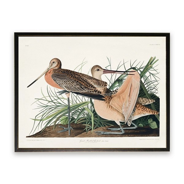 Vintage Great Marbled Godwit Framed Art Print Kirklands Home