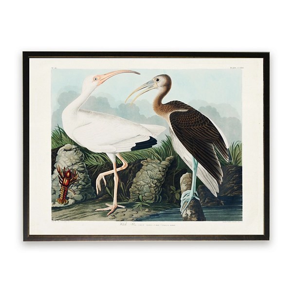 Vintage White Ibis Pair Framed Art Print Kirklands Home