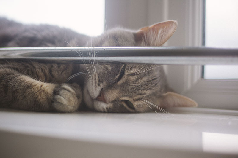 Bored Kitty? HandsOff Ways to Keep an Indoor Cat Entertained
