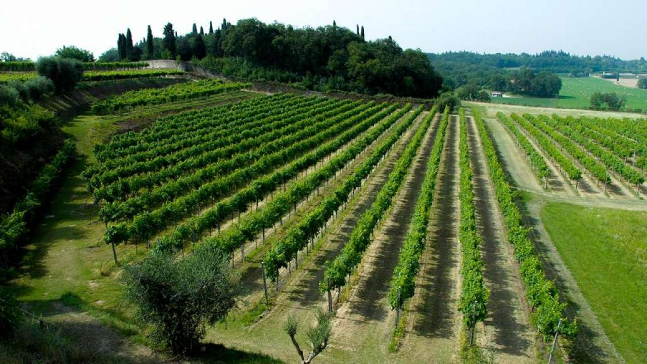 Food and wine, Wines and Cellars, Wine & Cellar, Lake Garda