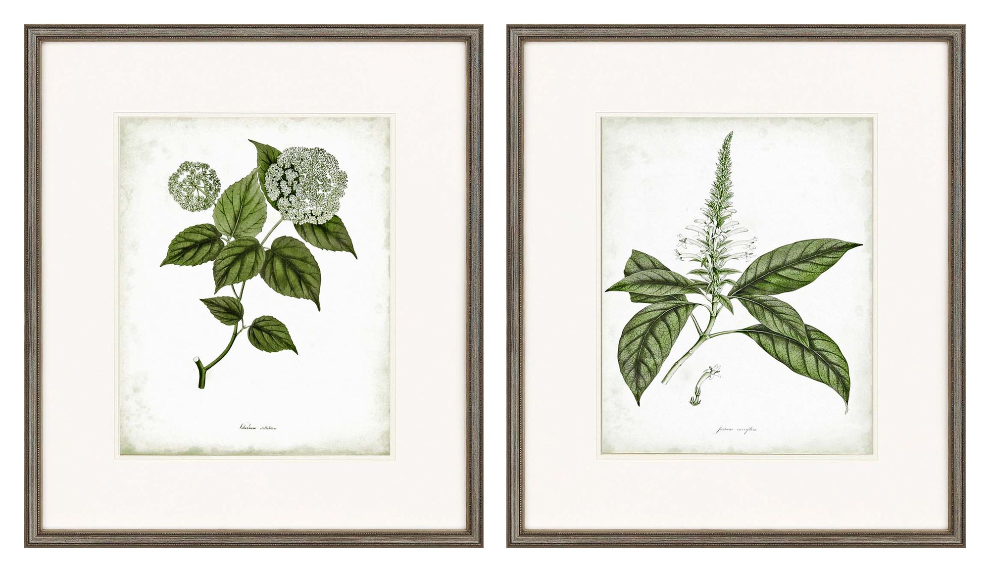 Sage Botanicals I 31" High 2Piece Framed Giclee Wall Art Set 77M63