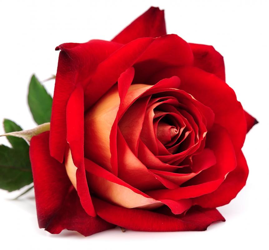 What Are the Different Types of Metaphors? (with pictures)