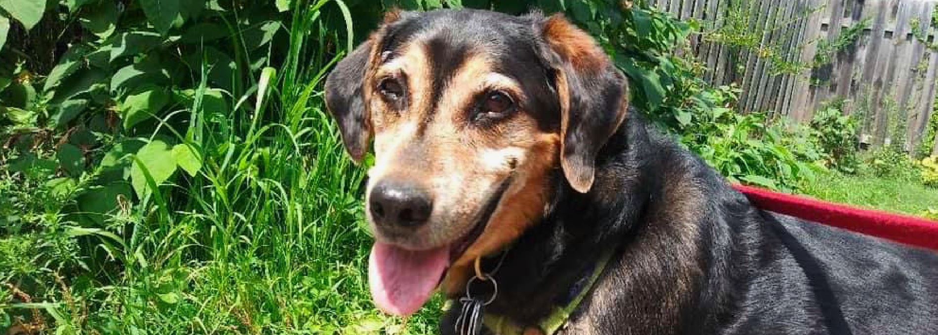 Home page Professional Pet Sitting and Dog Walking