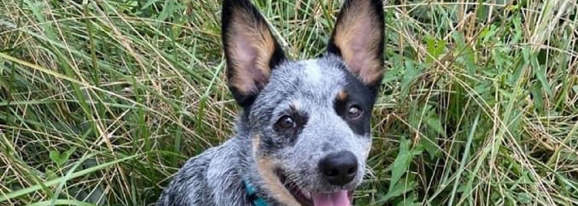 Home page Professional Pet Sitting and Dog Walking