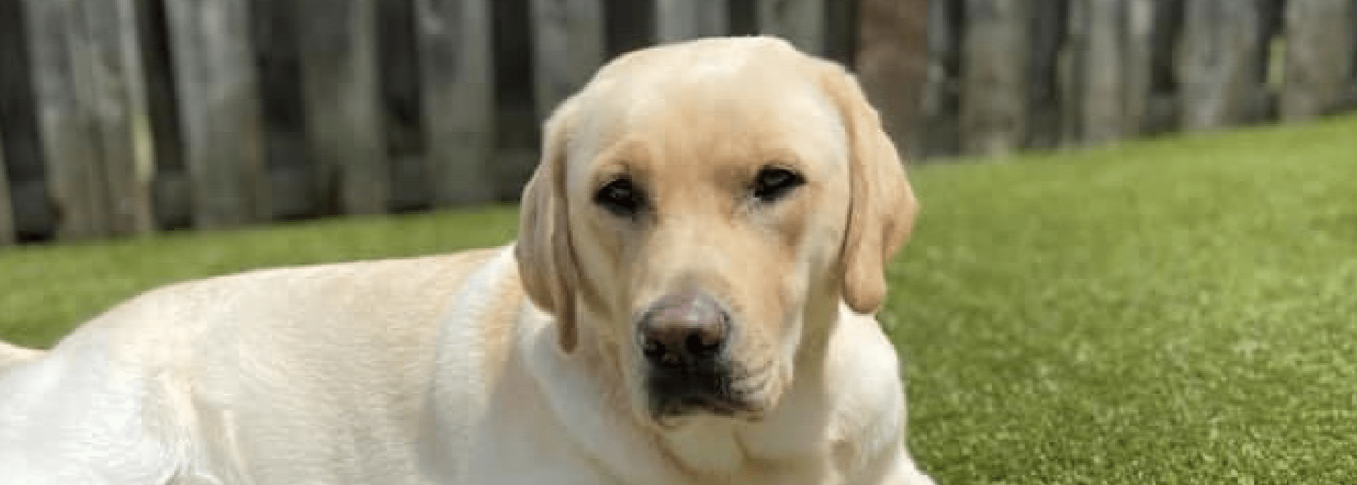 Home page Professional Pet Sitting and Dog Walking