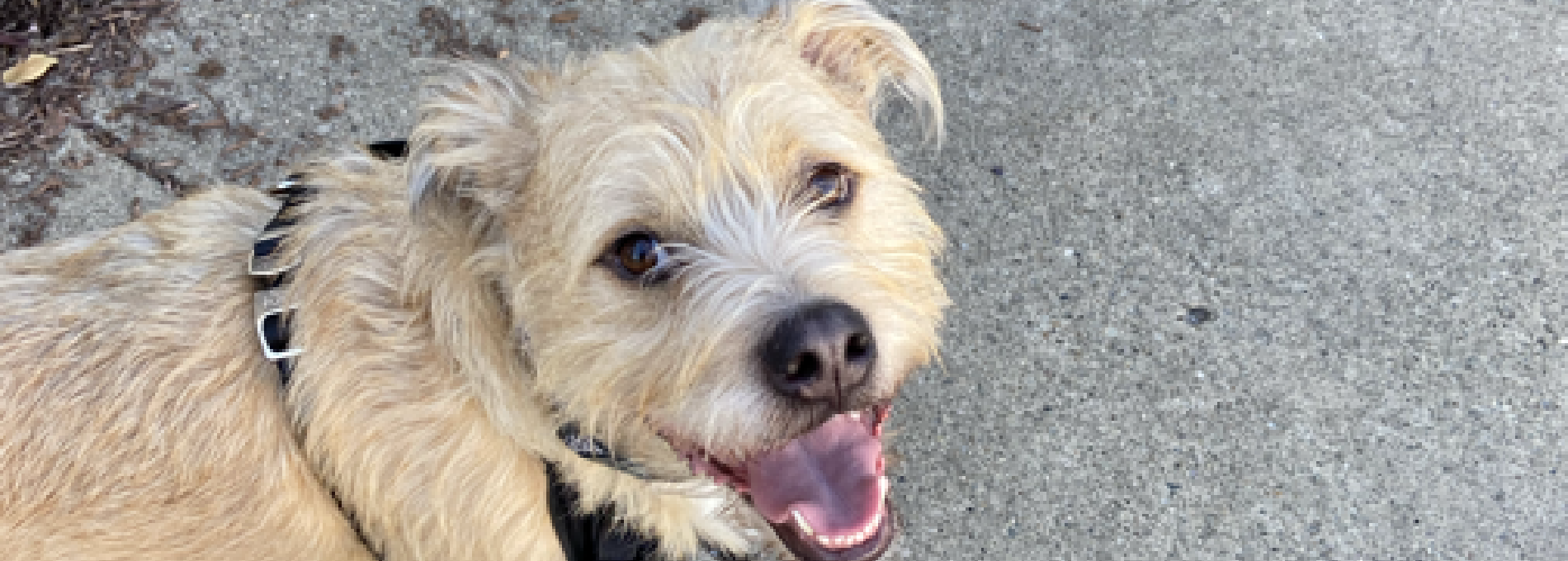 Home page Professional Pet Sitting and Dog Walking