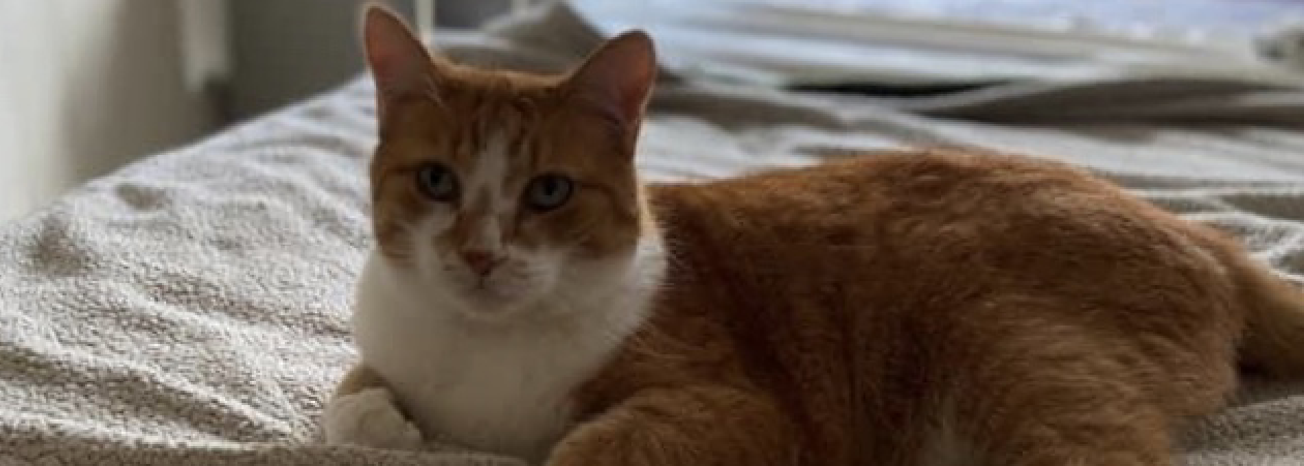 Home page Professional Pet Sitting and Dog Walking