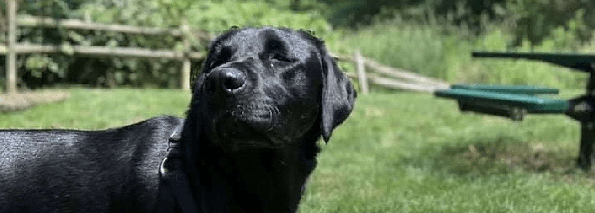 Home page Professional Pet Sitting and Dog Walking