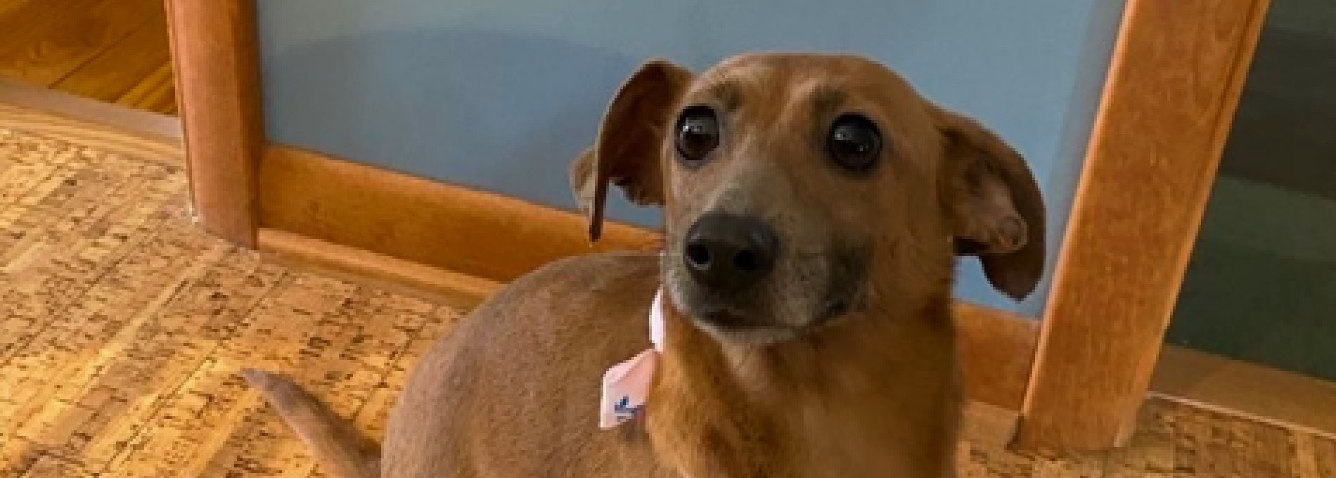 Home page Professional Pet Sitting and Dog Walking