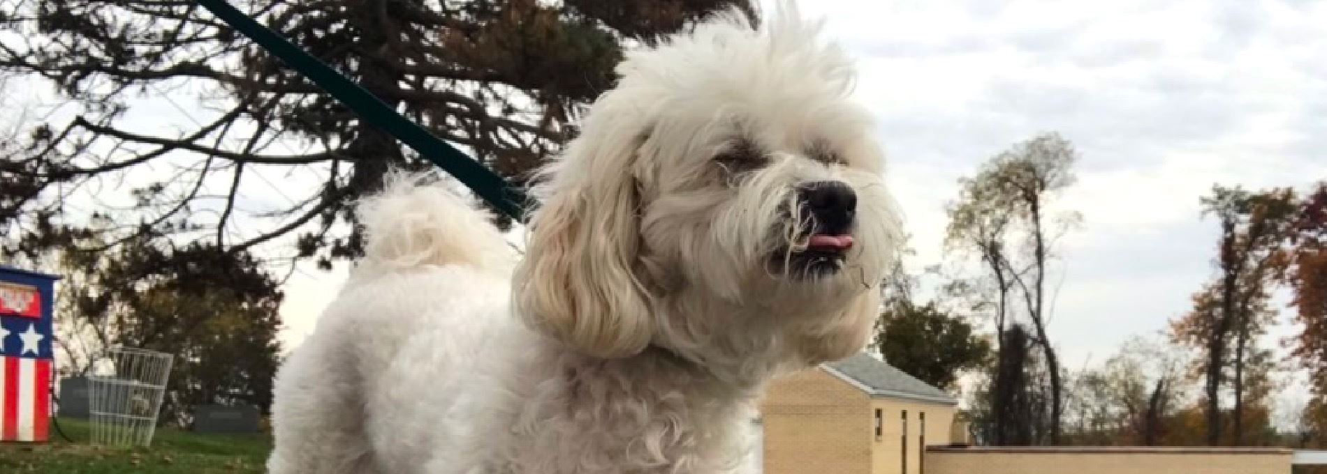 Home page Professional Pet Sitting and Dog Walking