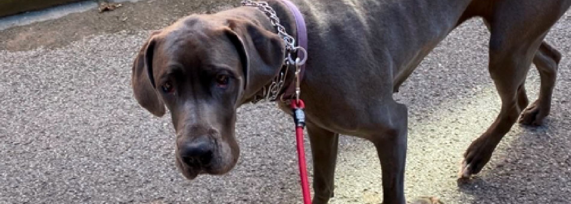 Home page Professional Pet Sitting and Dog Walking