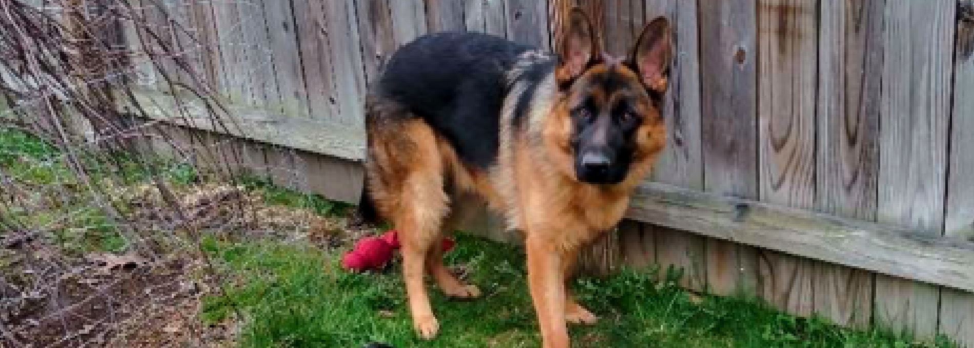 Home page Professional Pet Sitting and Dog Walking