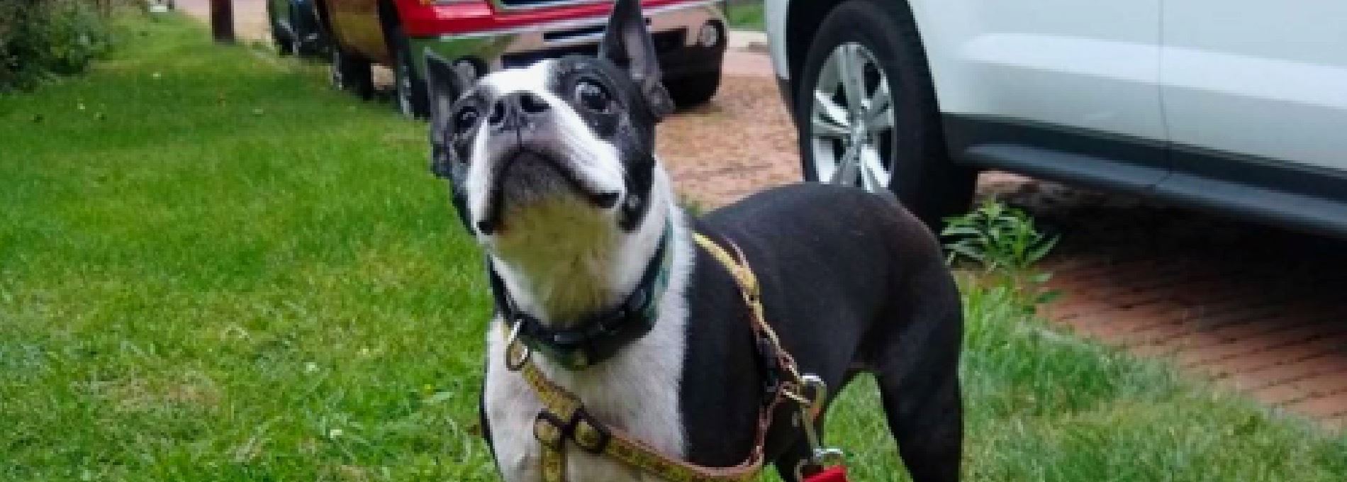 Home page Professional Pet Sitting and Dog Walking