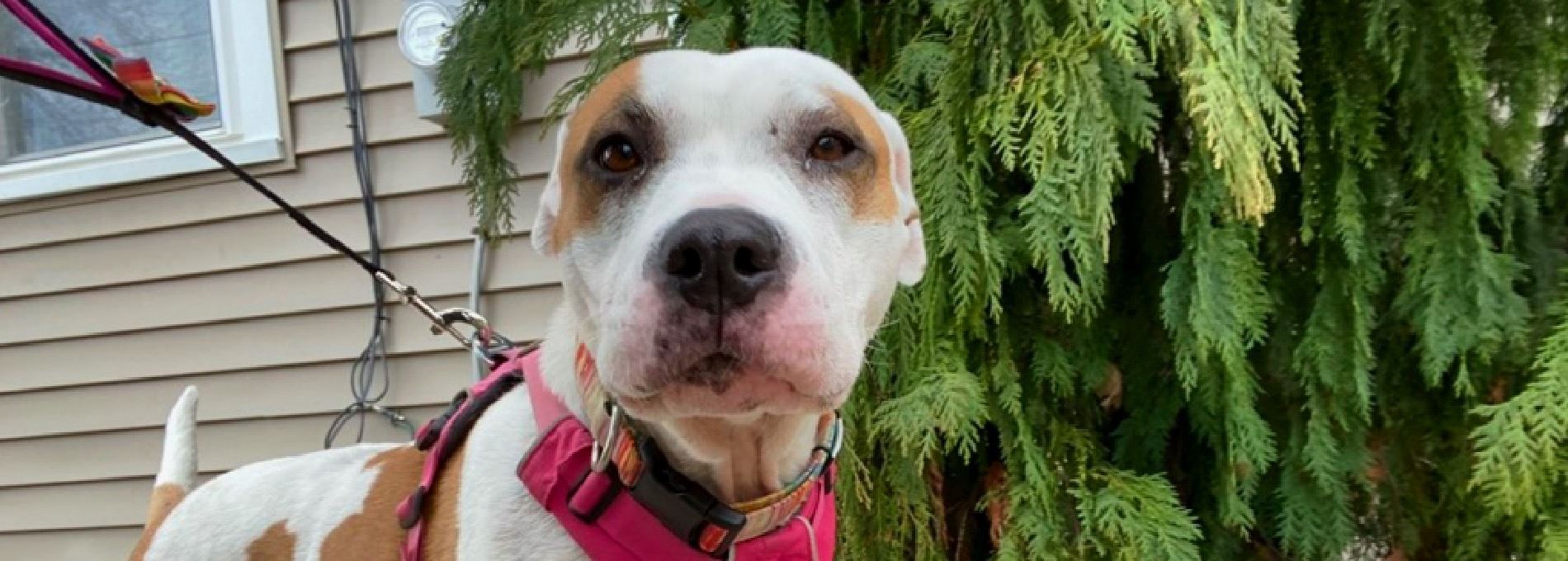 Home page Professional Pet Sitting and Dog Walking