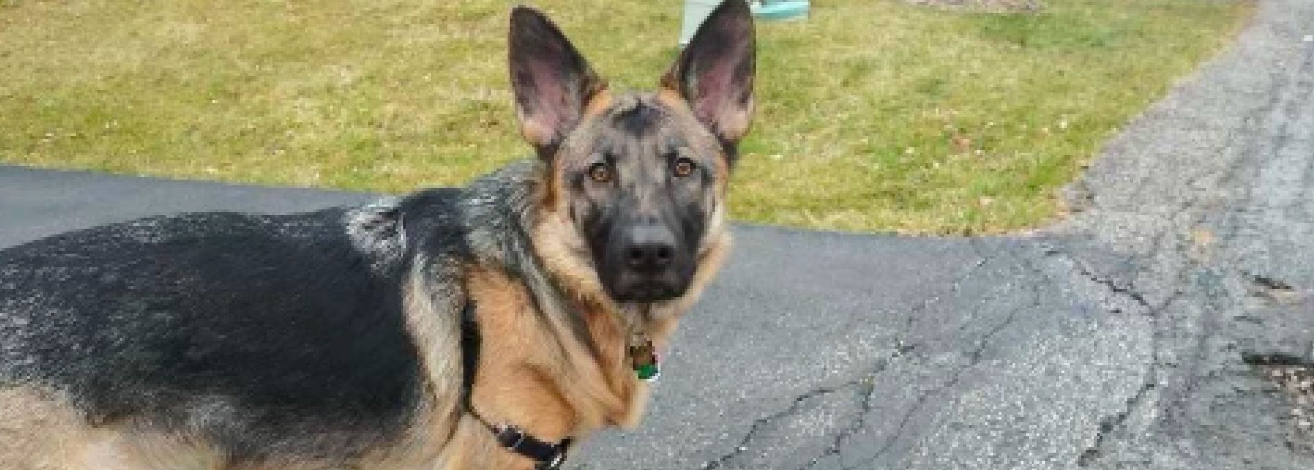 Home page Professional Pet Sitting and Dog Walking