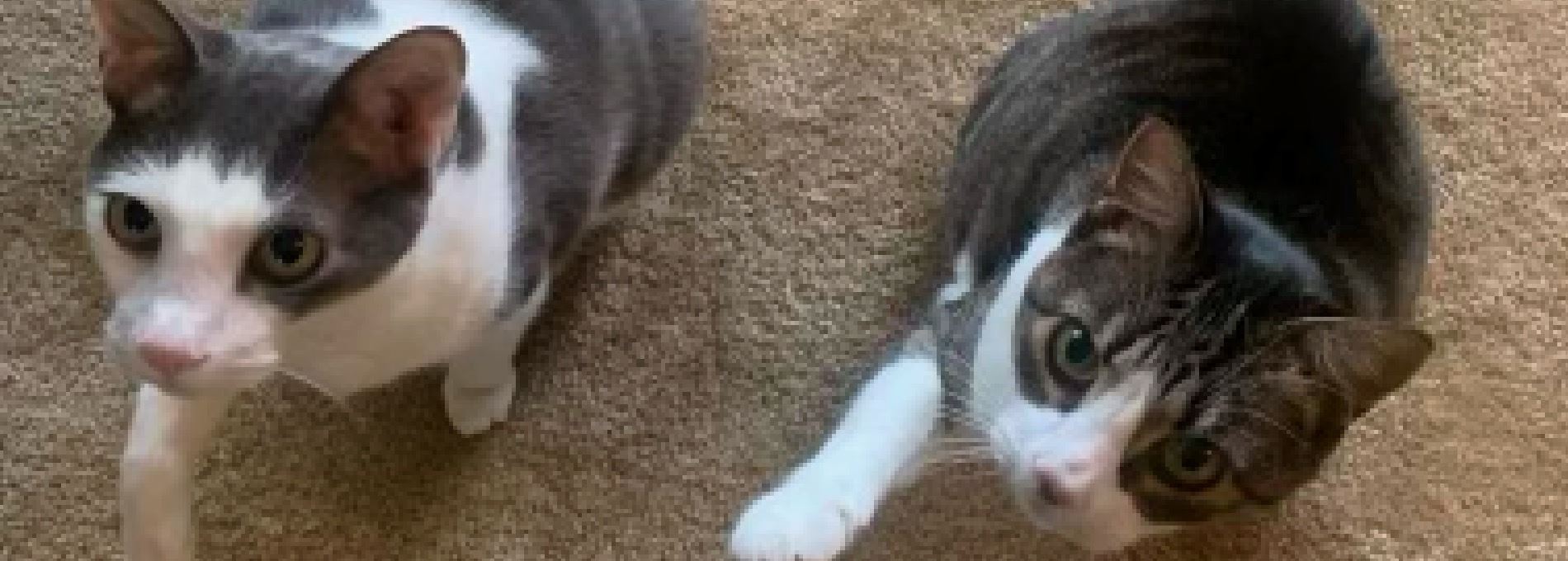 Home page Professional Pet Sitting and Dog Walking