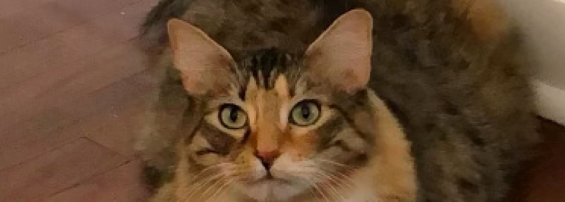 Home page Professional Pet Sitting and Dog Walking