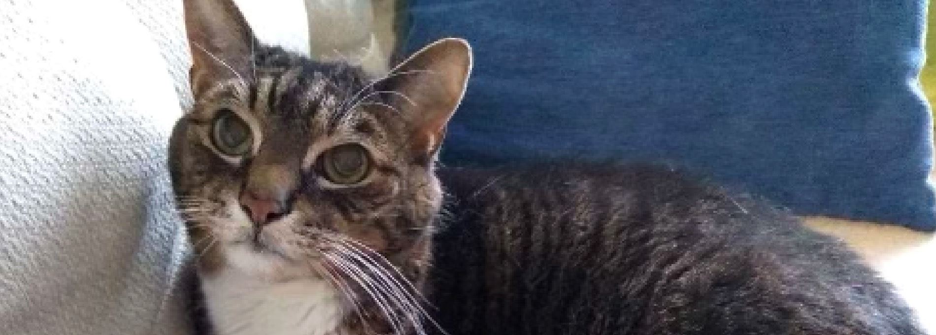 Home page Professional Pet Sitting and Dog Walking