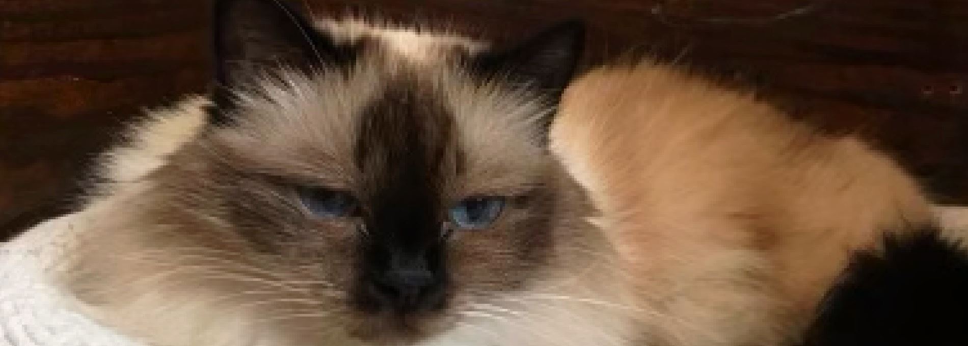 Home page Professional Pet Sitting and Dog Walking