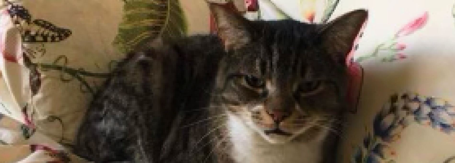 Home page Professional Pet Sitting and Dog Walking