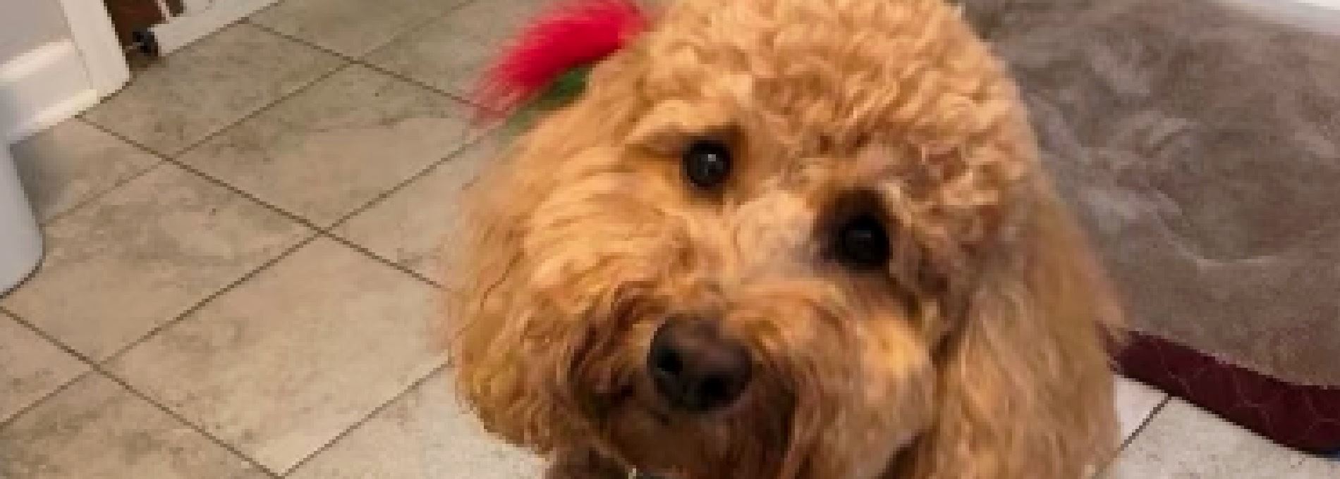 Home page Professional Pet Sitting and Dog Walking