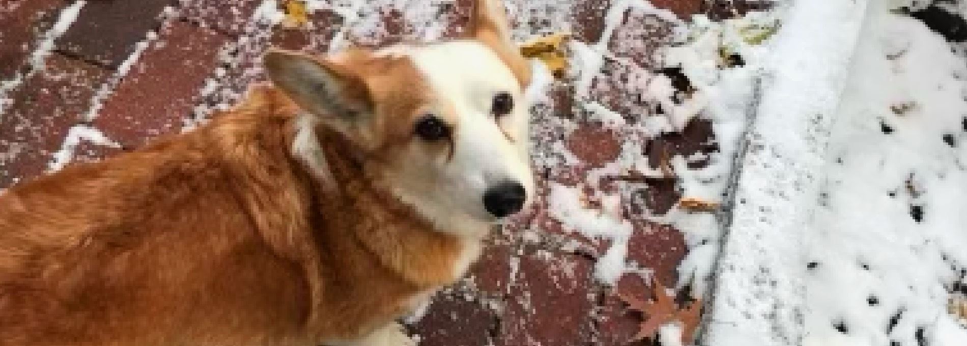 Home page Professional Pet Sitting and Dog Walking