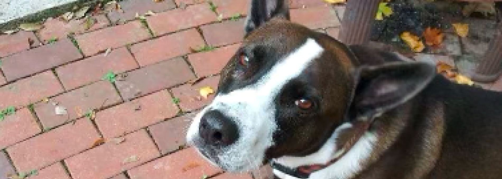 Home page Professional Pet Sitting and Dog Walking