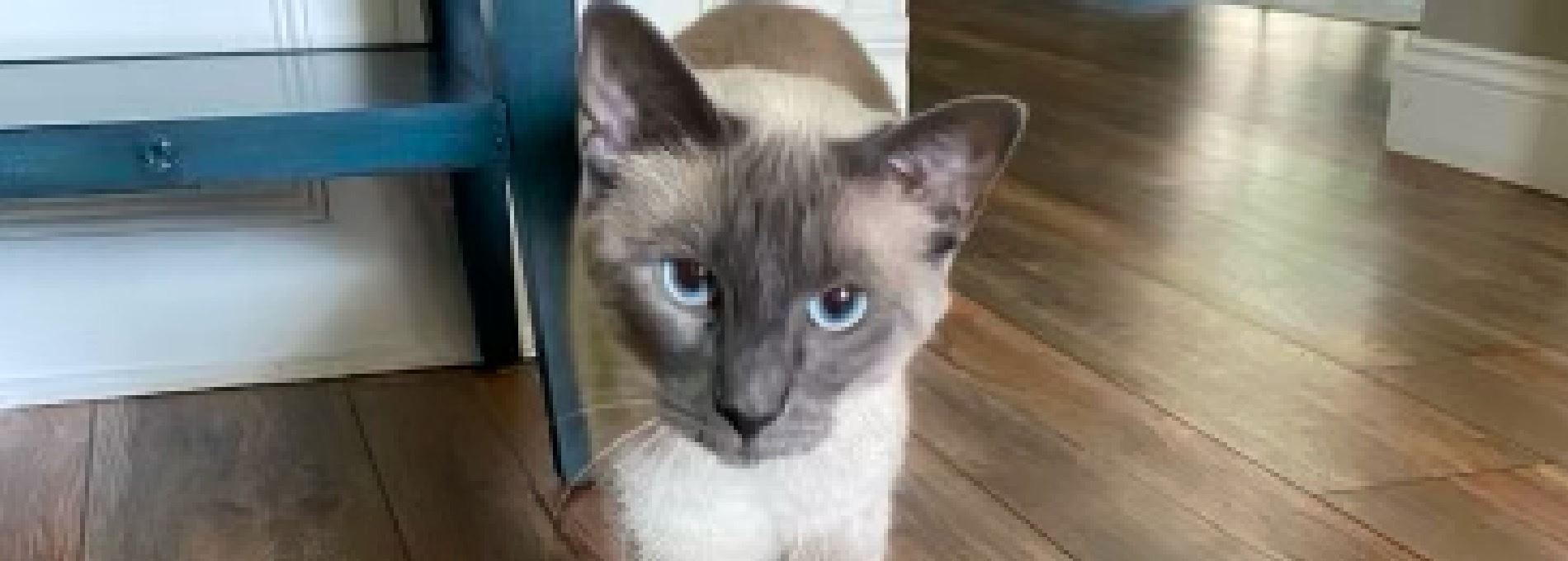 Home page Professional Pet Sitting and Dog Walking