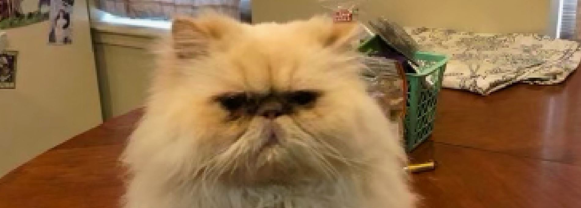 Home page Professional Pet Sitting and Dog Walking