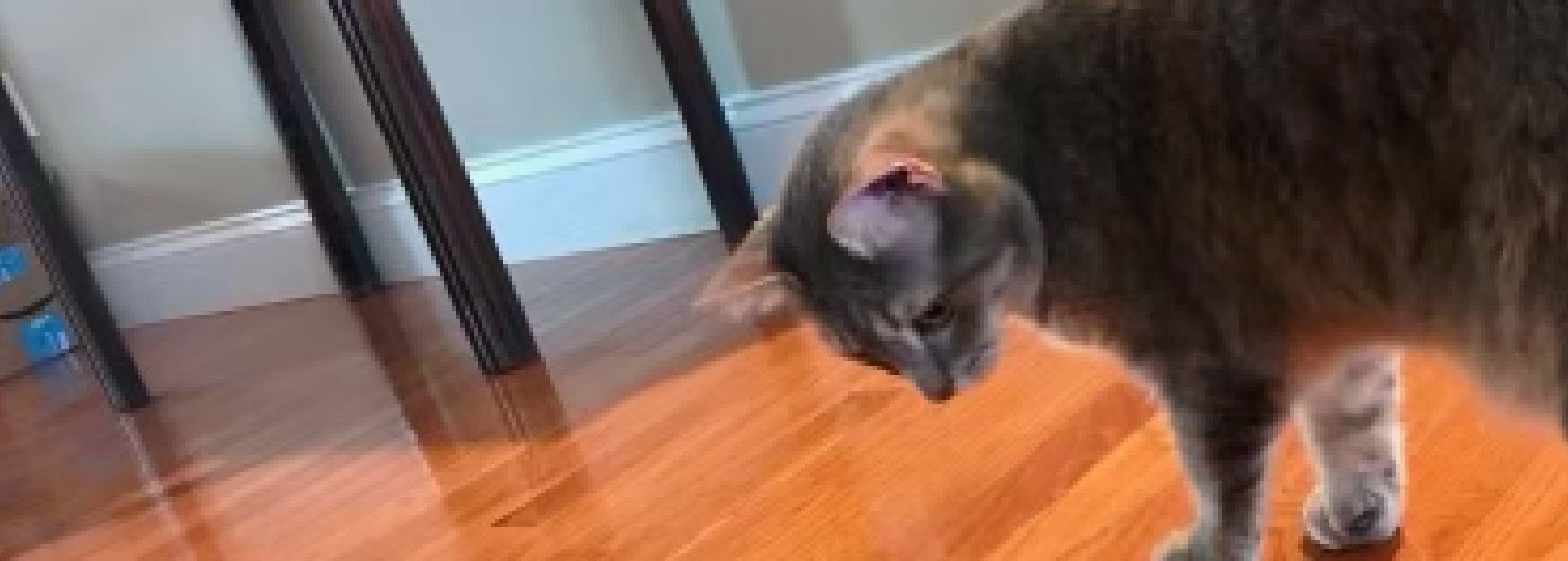 Home page Professional Pet Sitting and Dog Walking