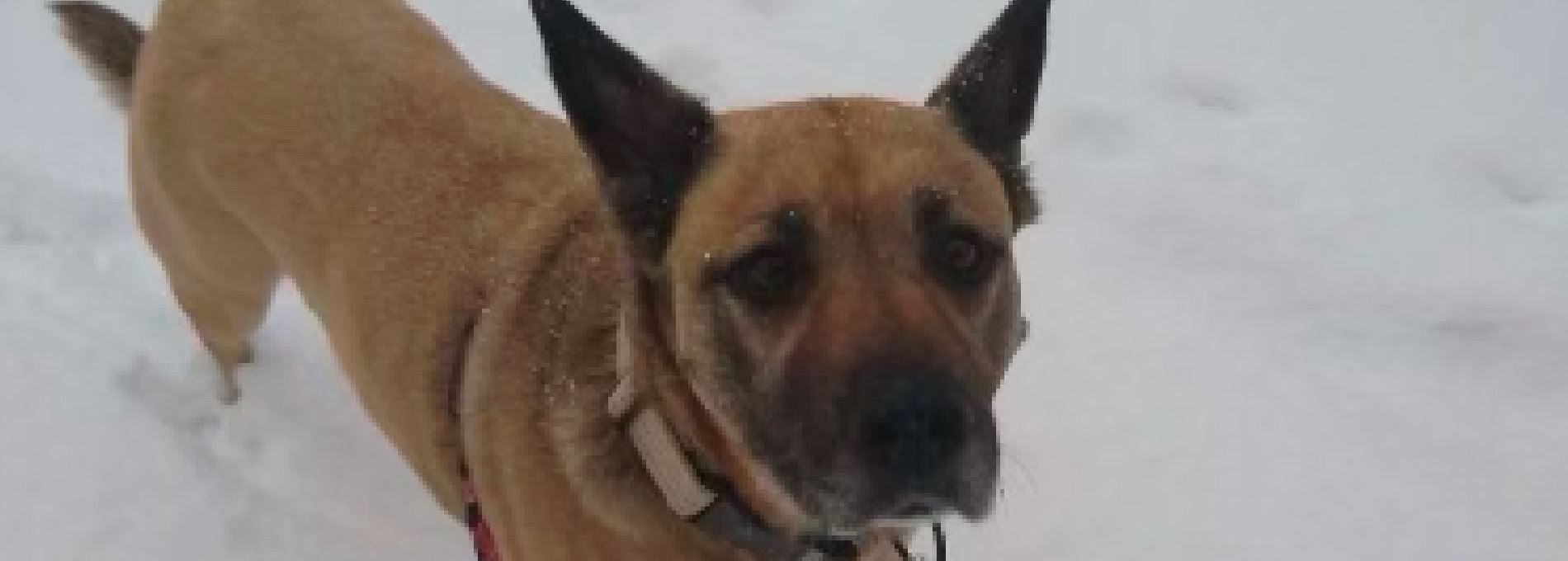 Home page Professional Pet Sitting and Dog Walking