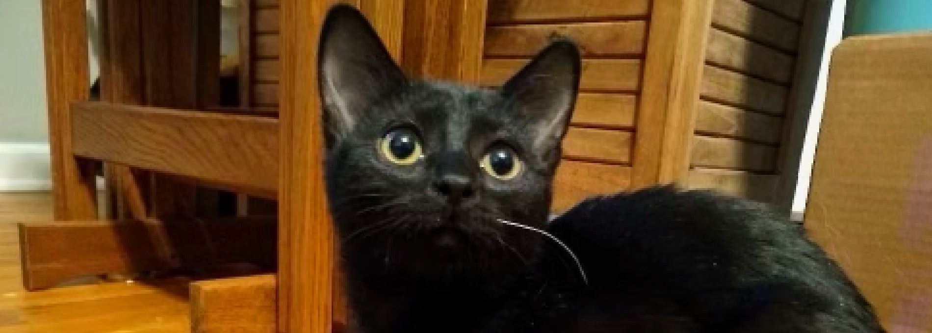 Home page Professional Pet Sitting and Dog Walking