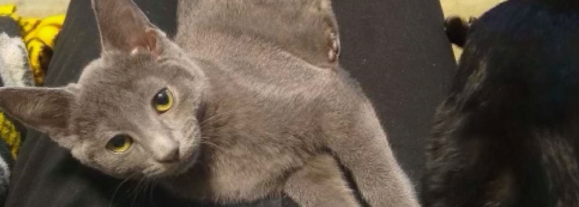 Home page Professional Pet Sitting and Dog Walking