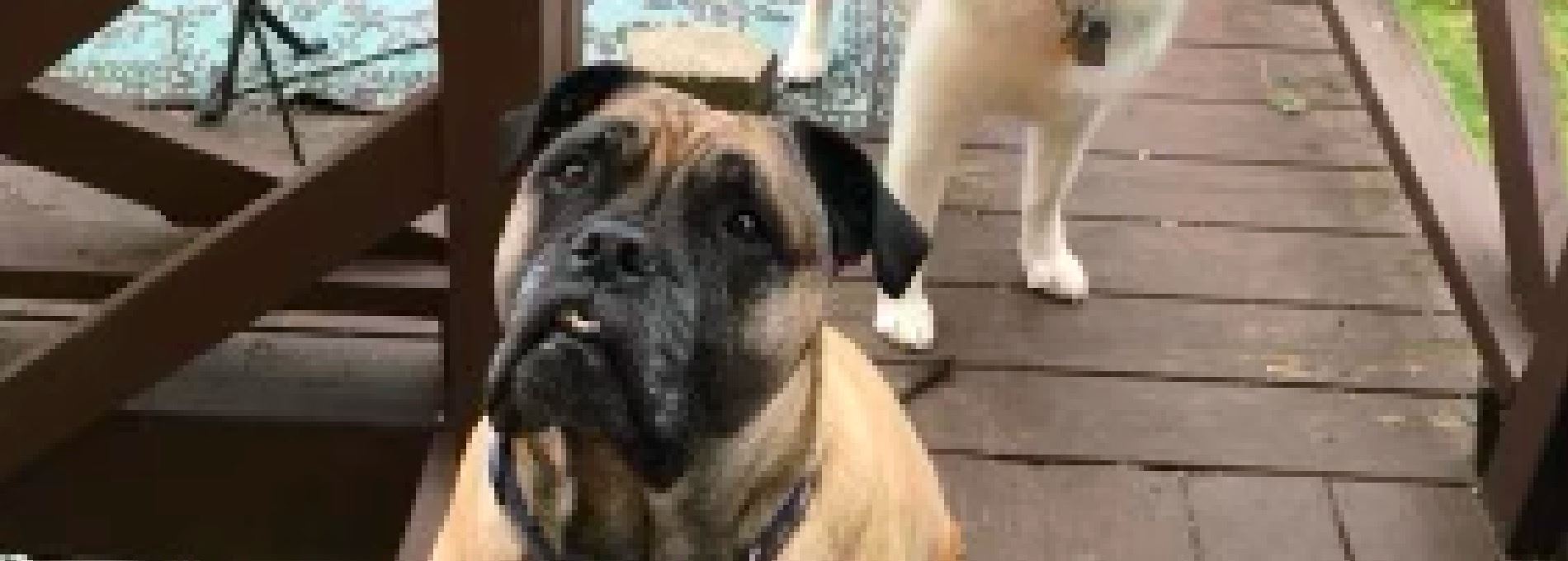 Home page Professional Pet Sitting and Dog Walking