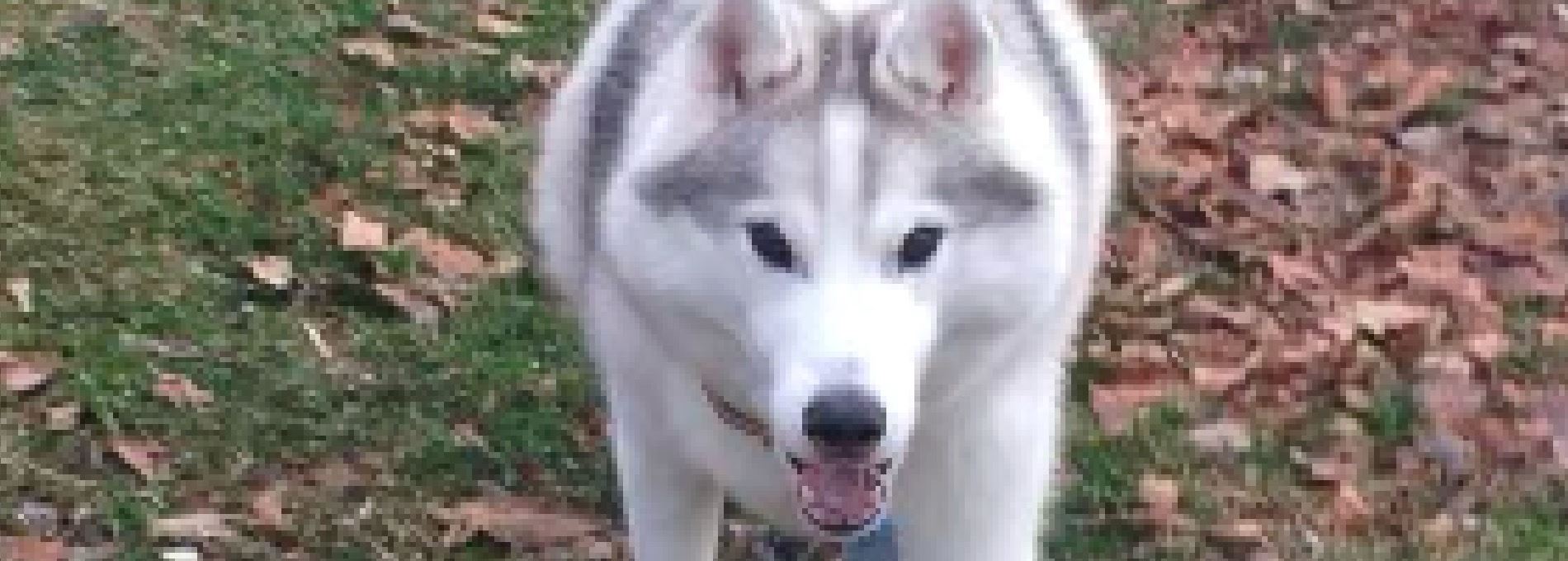 Home page Professional Pet Sitting and Dog Walking