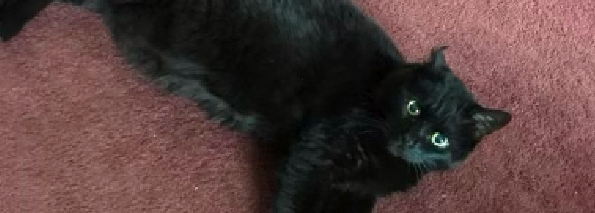 Home page Professional Pet Sitting and Dog Walking