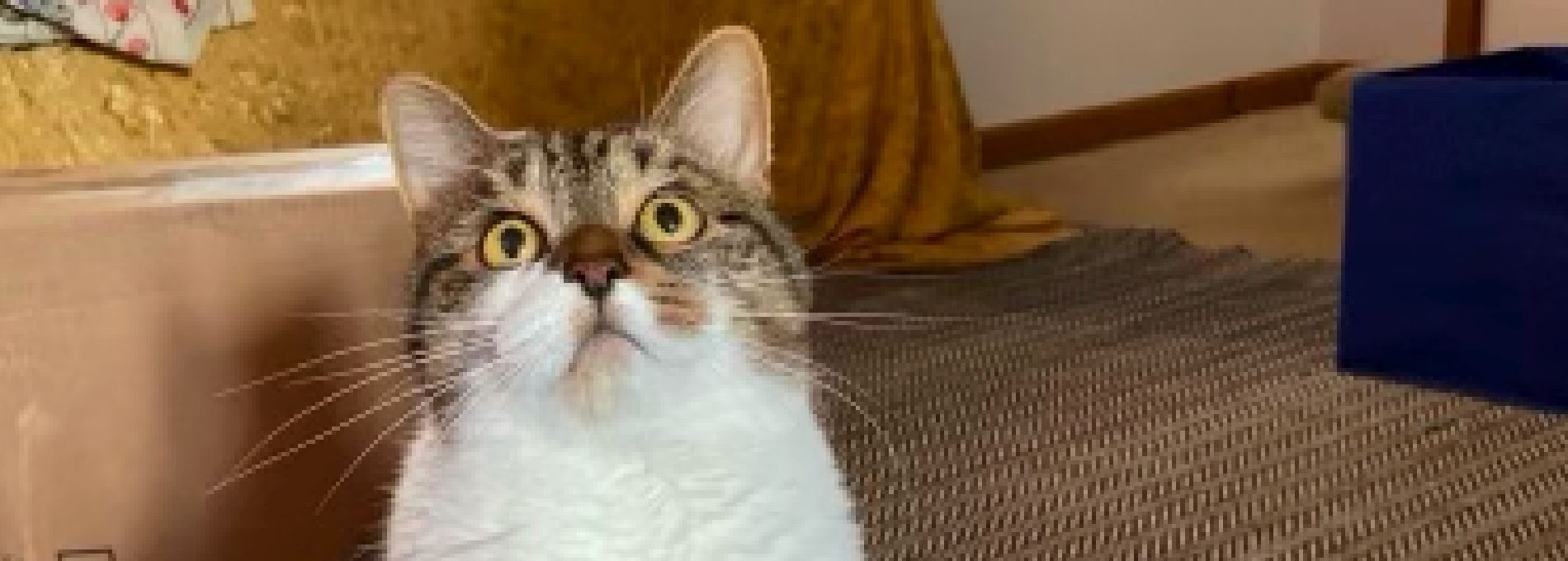 Home page Professional Pet Sitting and Dog Walking