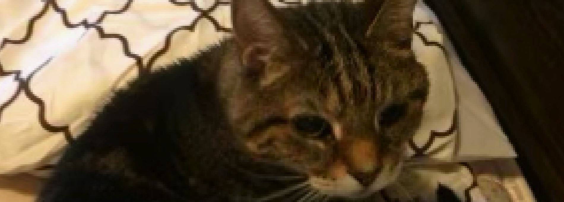 Home page Professional Pet Sitting and Dog Walking