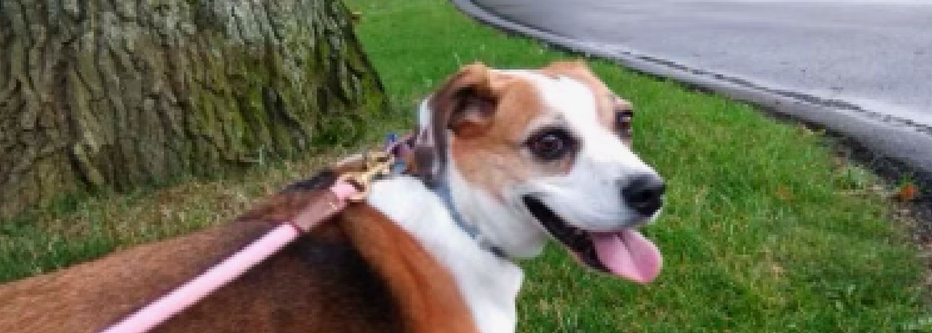 Home page Professional Pet Sitting and Dog Walking