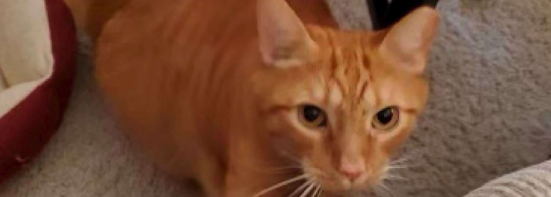 Home page Professional Pet Sitting and Dog Walking