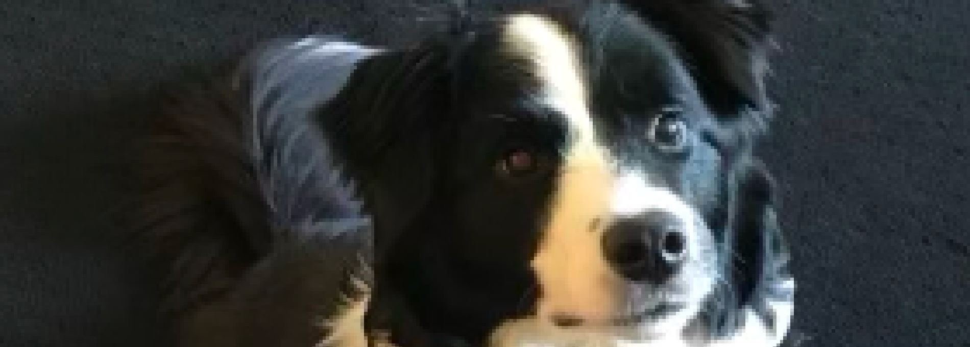 Home page Professional Pet Sitting and Dog Walking