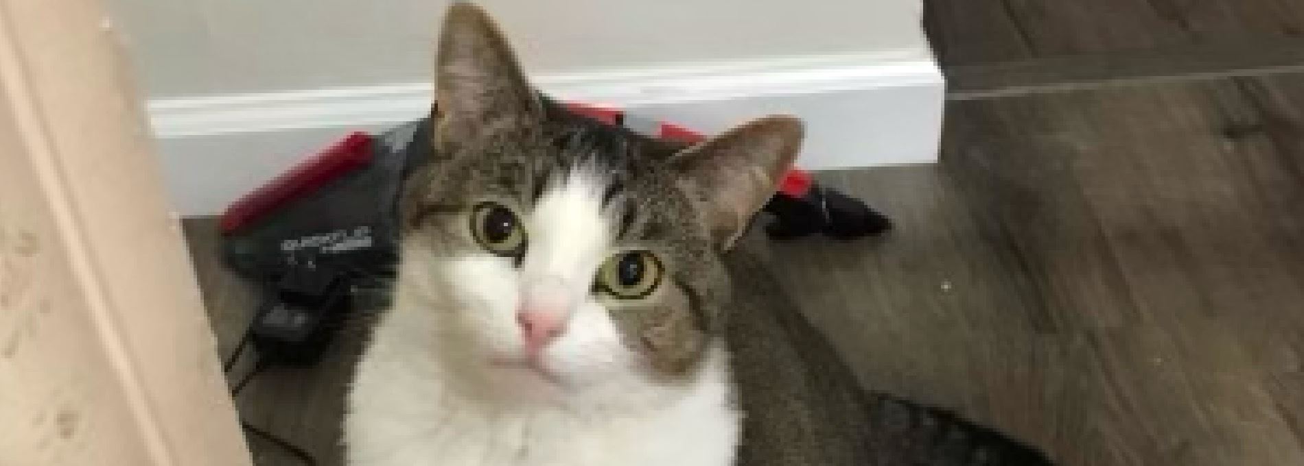 Home page Professional Pet Sitting and Dog Walking