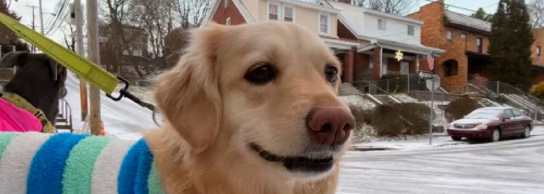 Steel City Pet Sitters Professional Pet Sitting and Dog Walking